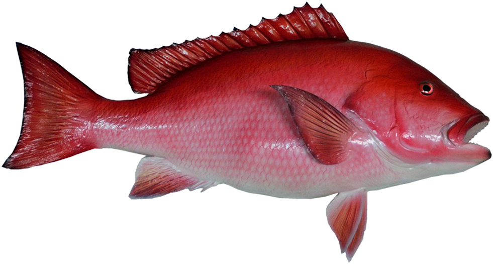 Red Fish Clip Art - Northern Red Snapper (1063x707)