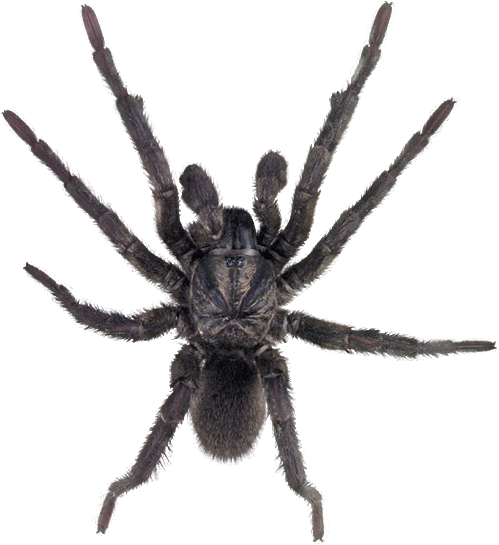Spider Png Image - Transparent Background Spider Png (526x581)