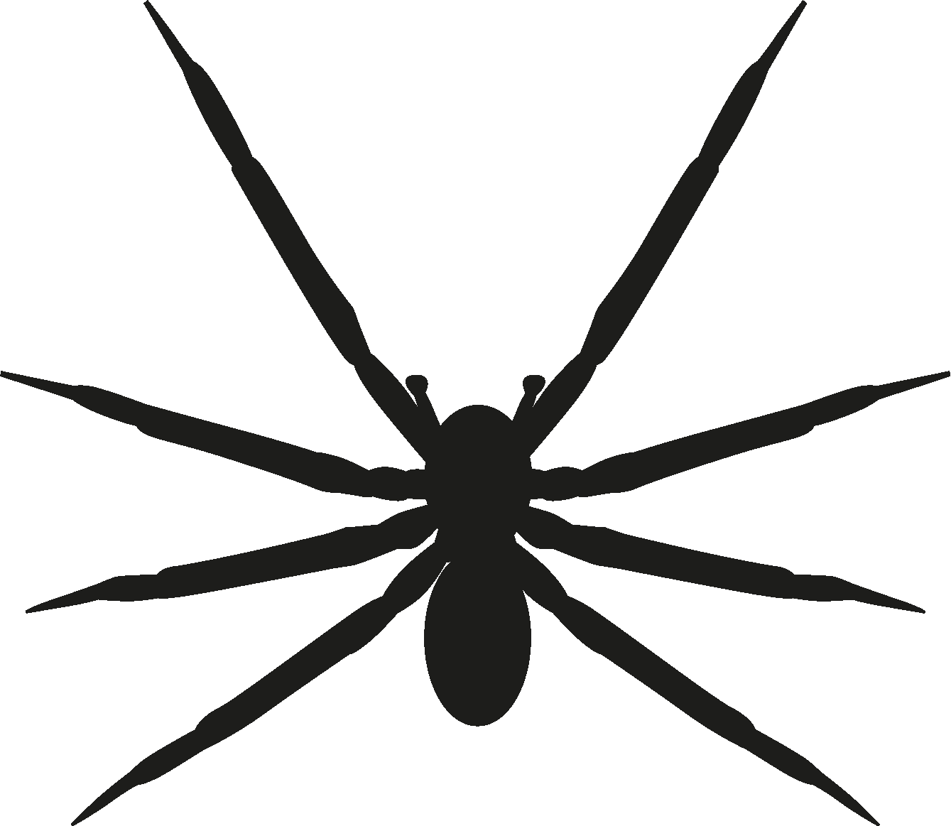Save - Tangle-web Spider (1339x1163)