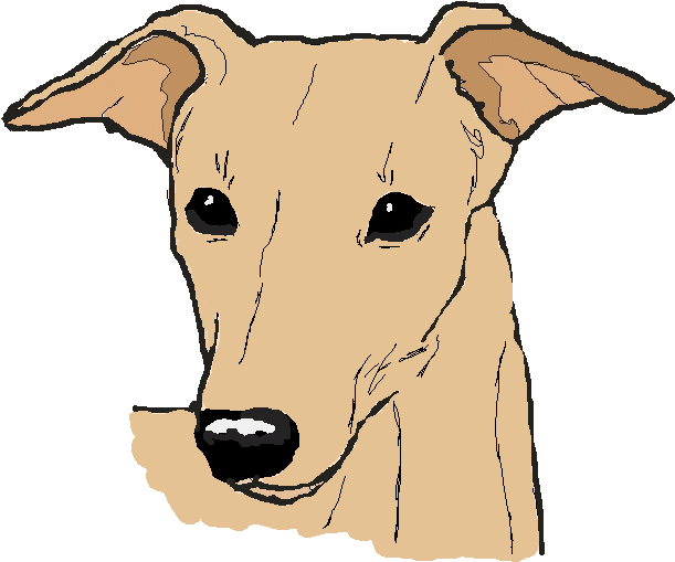 Greyhound Clipart - Whippet (646x534)