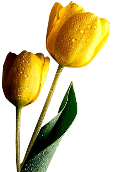 Flower - Love You Tulips Gif (400x586)