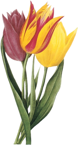 Яндекс - Фотки - Vintage Tulips Clip Art (281x500)