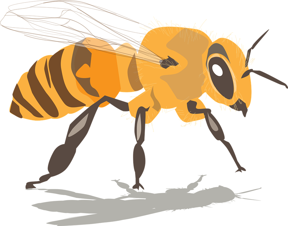 Honey Bee Illustrations 22, Buy Clip Art - Bee (916x720)