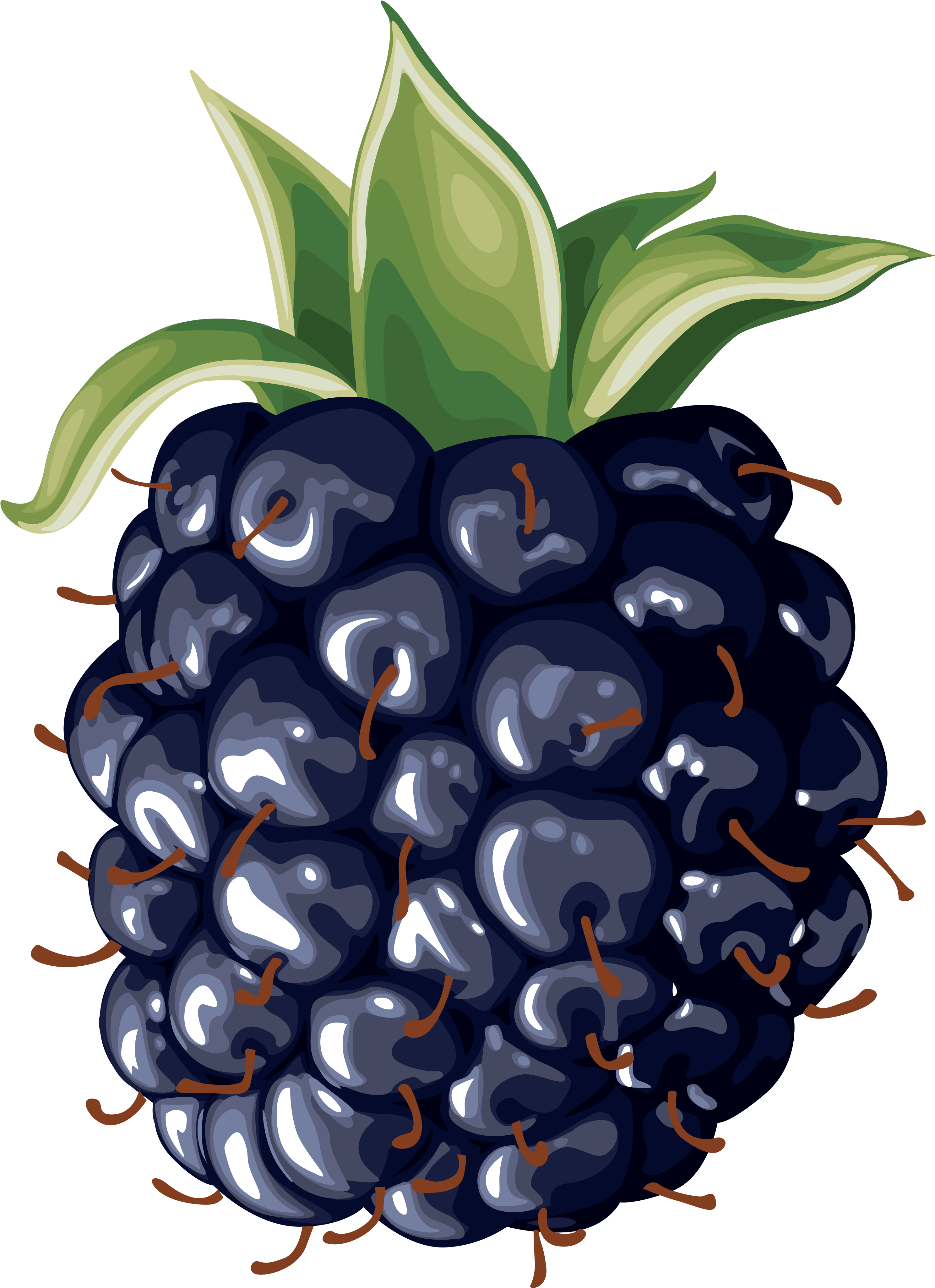 Blackberry Clipart - Clipart Suggest - Blackburied Pie [book] (3000x4129)