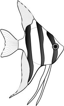 Clownfish Clown Fish Black And - Coral Reef Fish (600x361)