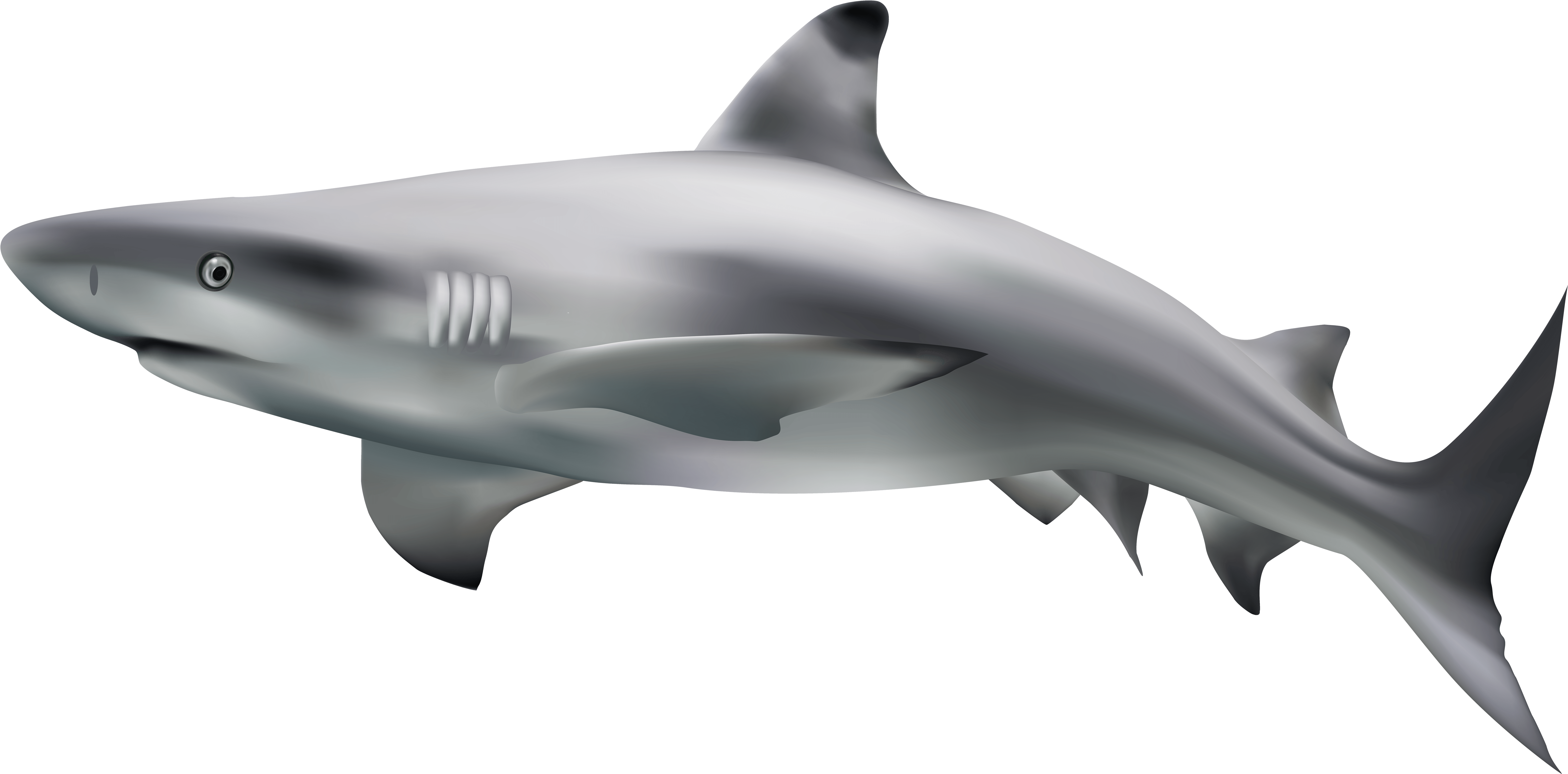 Shark Transparent Clip Art Image - Use4 Polyester Fabric Design Unique Fashion Waterproof (7000x3455)