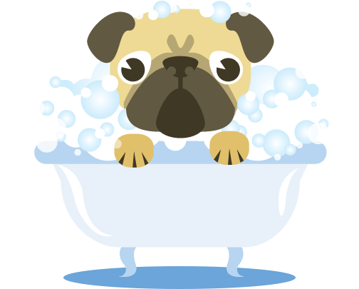 Pin Dog Swimming Clipart - Pug (504x405)