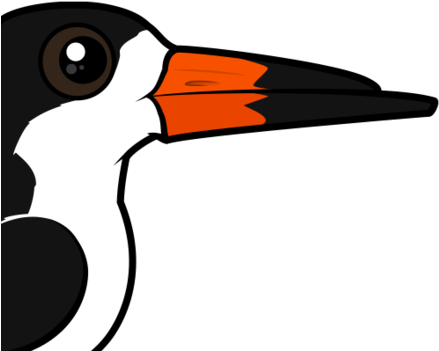 About The Black Skimmer - Black Skimmer (440x440)