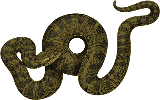 And The Anaconda Will Give You A Taste Of It's Constricting - Anaconda Png (630x400)