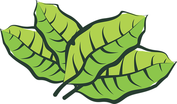 Leaf, Vegetable, Plantation, Plants - Leaf (578x340)