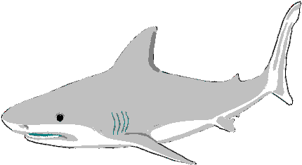 Bull Shark Clipart Invertebrate - Bullhead Shark (469x319)