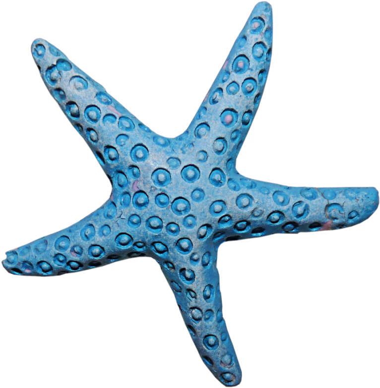 Starfish Invertebrate Animal - Морская Звезда Пнг (800x800)