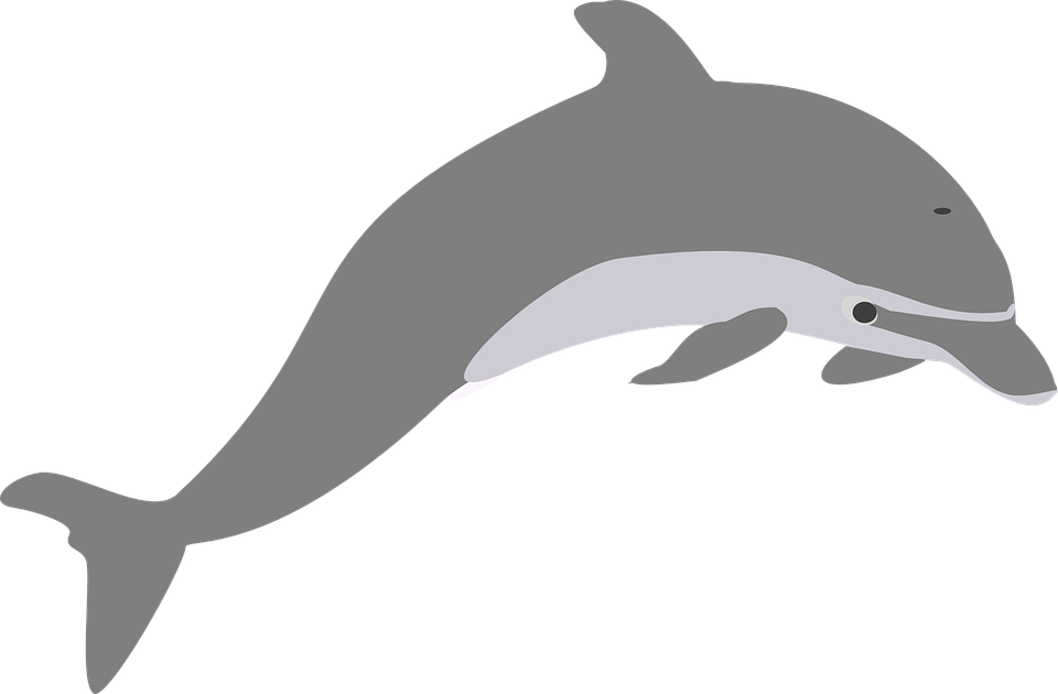 Dolphin Jump Grey - Grey Dolphin Clipart (960x630)