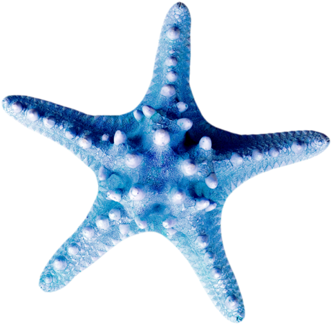Seashells Starfish - Starfish (500x500)