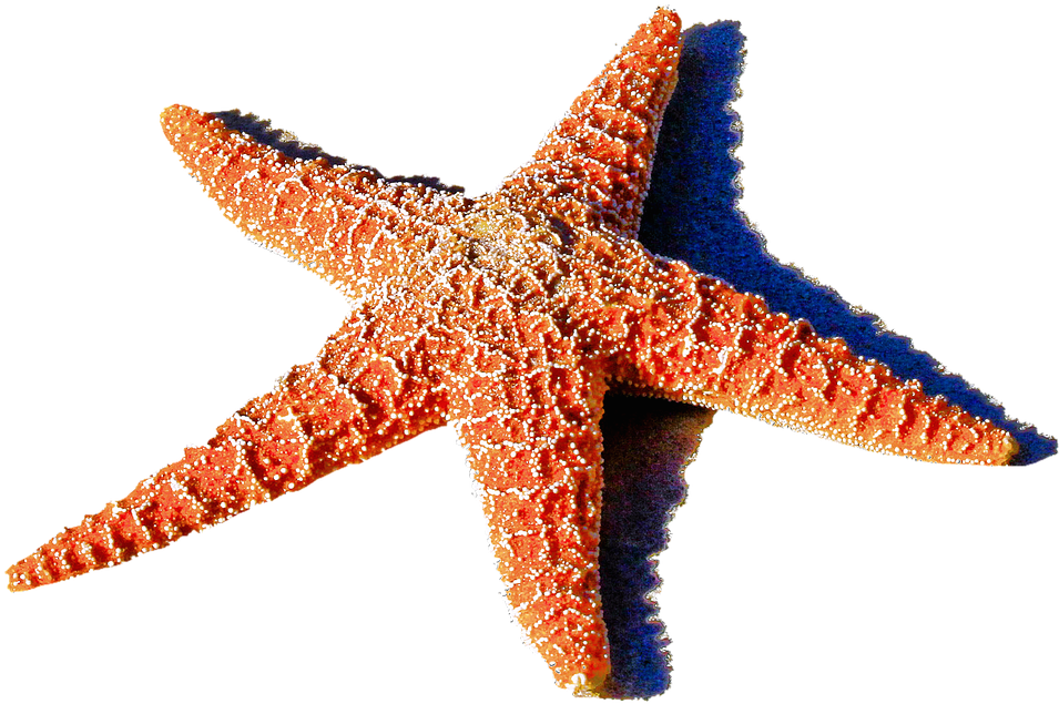 Cute Blue Starfish Clipart - Starfish (960x670)