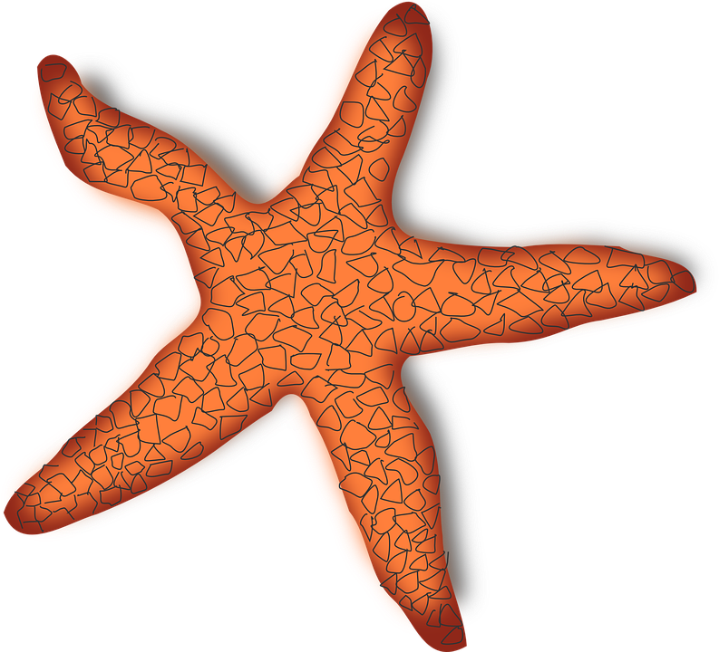 Grey Starfish Cliparts 9, Buy Clip Art - ปลาดาว Png (793x720)
