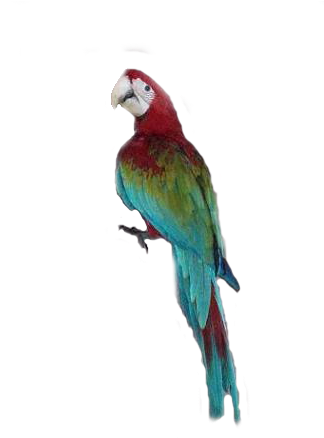 Scarlet Macaw Clipart Transparent - Macaw (351x437)