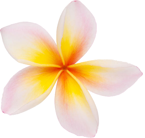 Frangipani Clipart - Plumeria Png (900x600)