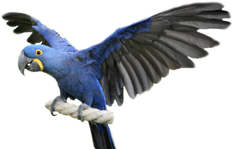 Everything You Need To Know About Hyacinth Macaw Or - Hyacinth Macaw No Background (500x333)