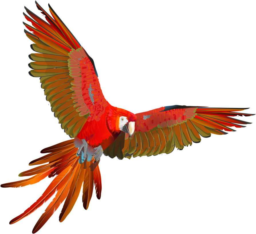 Scarlet Macaw Flying Animation - Ara Flying (900x828)