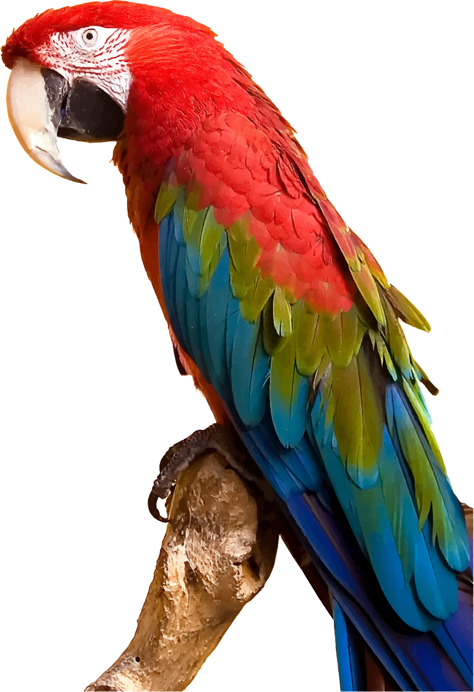 Parrot Clipart Colorful Parrot - Parrot Png (1592x2323)