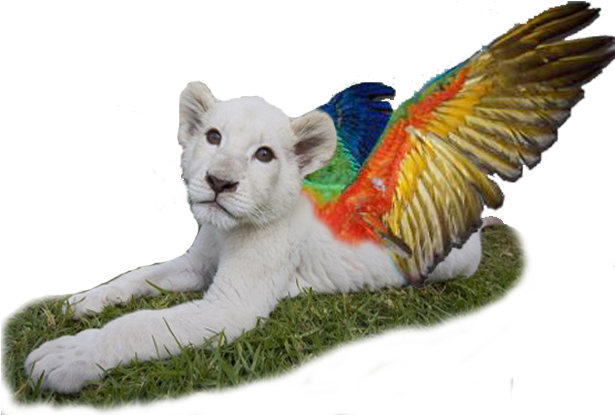 White Scarlet Macaw - Lion Cub With Wings (614x436)