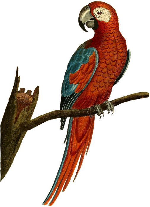Parrot Australian Cockatoo Cartoon Vector Illustration - Vintage Parrot Illustration (560x720)