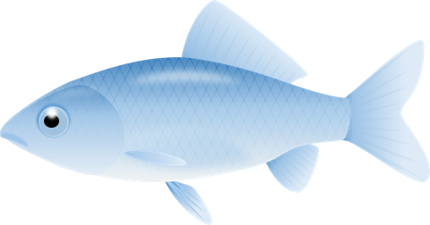 South Island Aquarium Pte Ltd 22 Seletar West Farmway - Oily Fish (480x252)