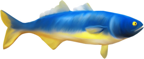 Beautiful Fish Clipart, Blue Yellow Fish Clipart - Fish (552x226)