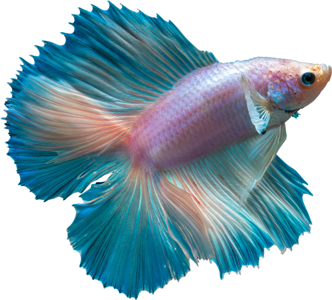 Beta Fish Clipart - Transparent Siamese Fighting Fish Png (1200x1200)