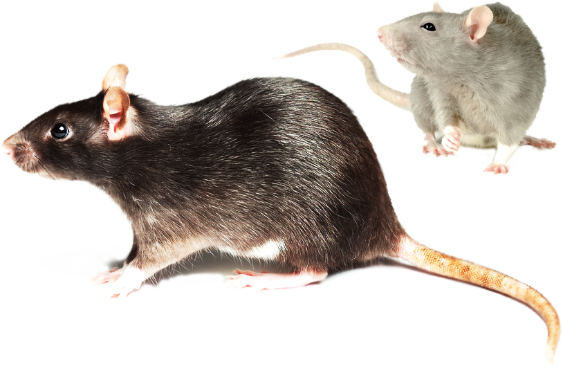 Rodent Control Mice & Rat Exterminator In Las Vegas - Mouse (814x539)