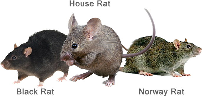 They Consume And Contaminate Food, Damage Structures - House Rats (762x382)