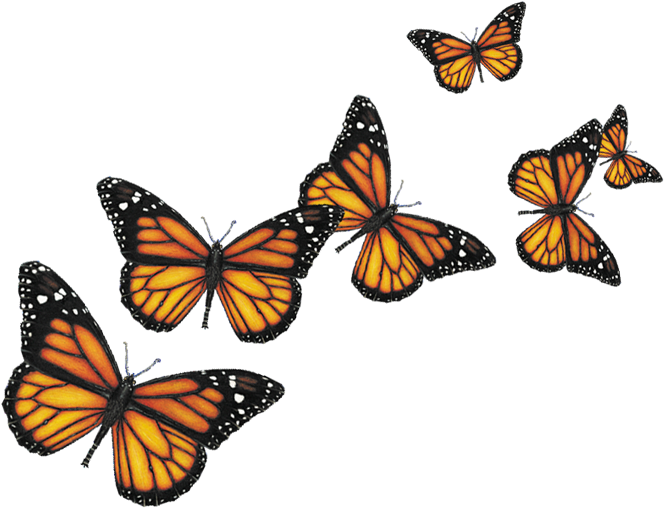 Butterflies Png Image - Butterfly Png (680x516)