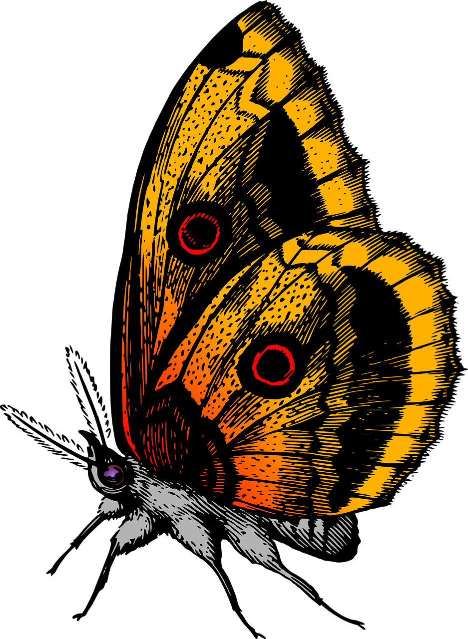 Animal Butterflies Butterfly Png Image - Butterfly Images Hd Png (937x1280)