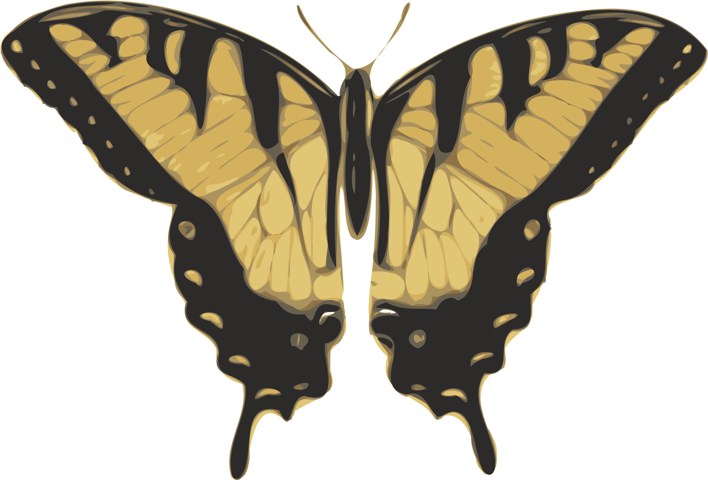 This Free Icons Png Design Of Butterfly Top View - Butterfly Top View (2400x1619)