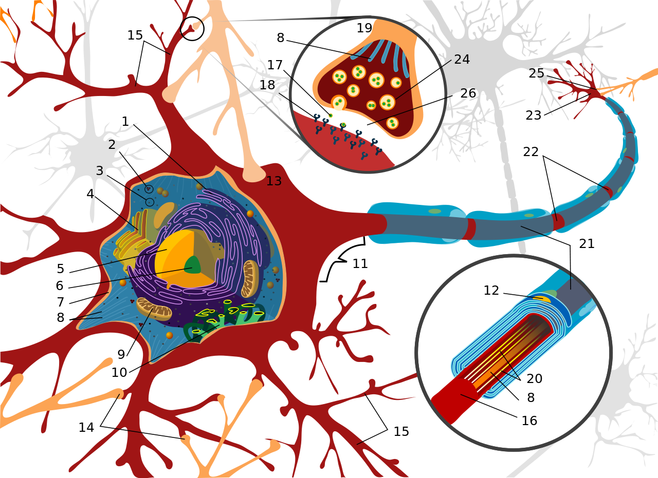 Diagram Of The Neutron Cell - Parts Of A Neuron (2000x1455)