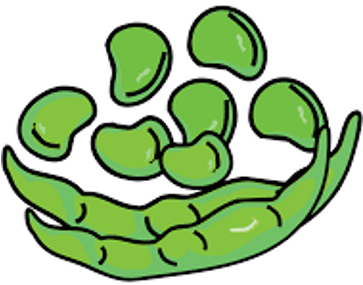 Haba - Judía - Lechuga - Beans Clipart (512x512)