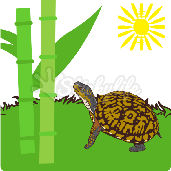 Eastern Box Turtle Decal - My Spirit Animal Turtle Tan Adult T-shirt Beige (940x587)
