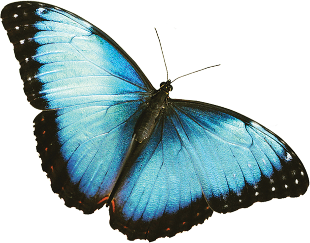 Wallpaper Cover Of Blue Butterfly Images - Wallpaper Cover Of Blue Butterfly Images (629x492)