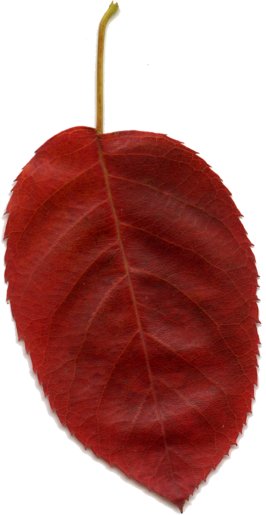 Red Leaf Clip Art At Clker - Maple (555x1040)