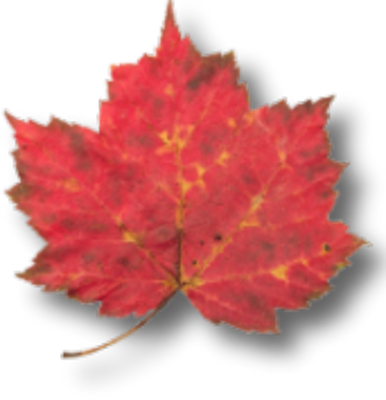 Free Tree Leaves Vector Png Psd Vector - Clip Art (386x400)