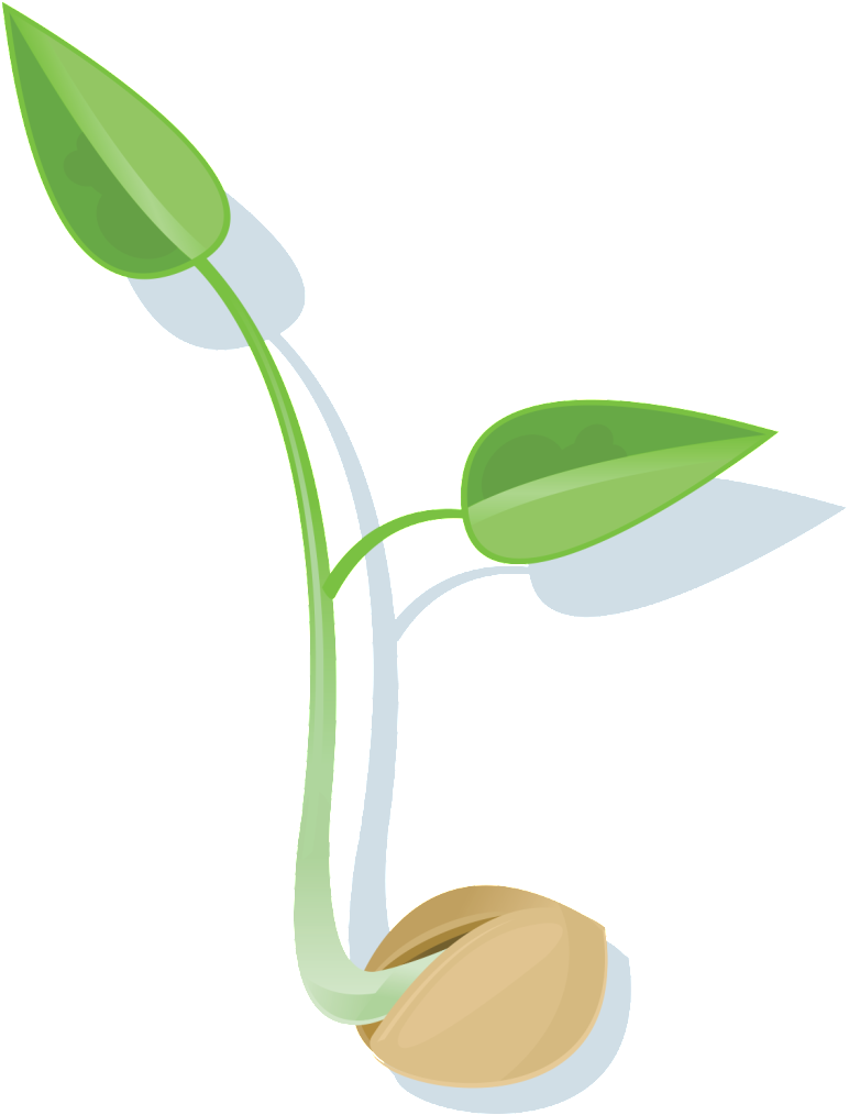 Seed Png File - Seed Germination Png (829x1024)
