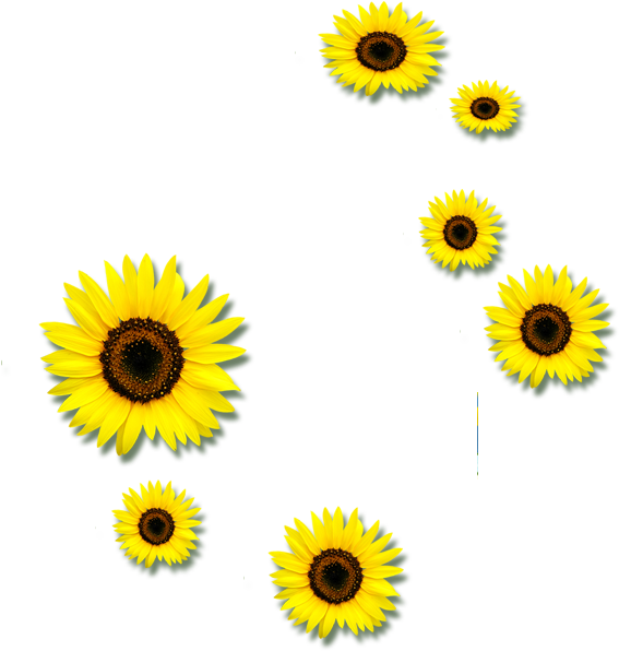 Common Sunflower Euclidean Vector Clip Art - Common Sunflower (709x638)