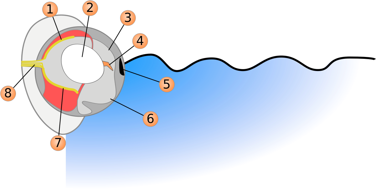 Four-eyed Fish Diagram ©wikic - Eye (1200x610)