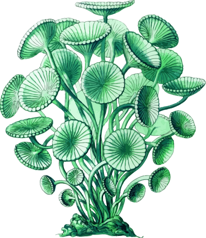 Medium Image - Art Print: Haeckel's Siphoneae Hydrozoa, 61x46cm. (693x800)
