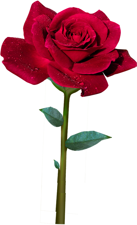 15 De Maio De - Rose Avec Sa Tige (489x750)