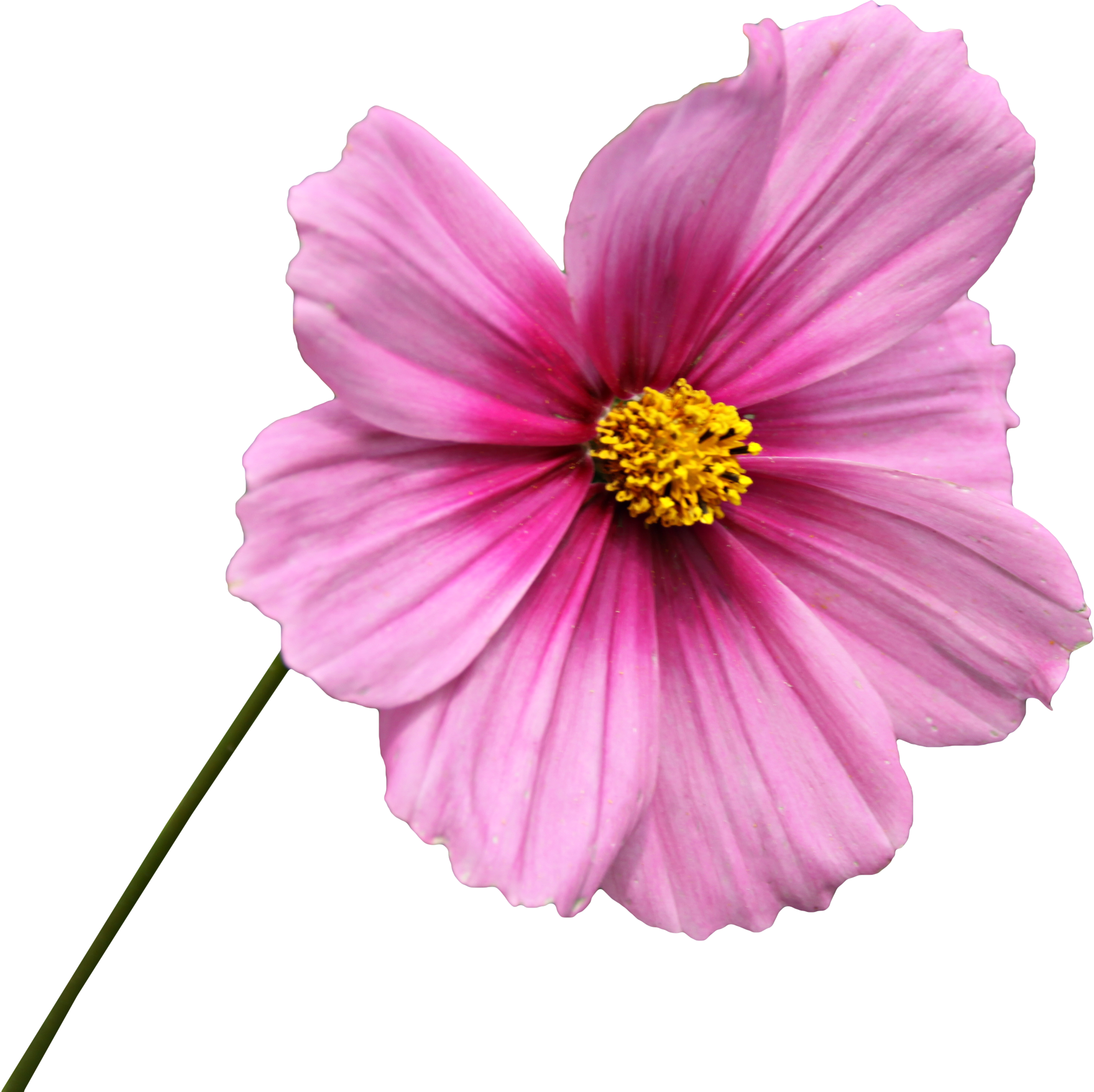 Yükle Png Clipping Flower Graphics Png Image - Flor Png (2500x2496)