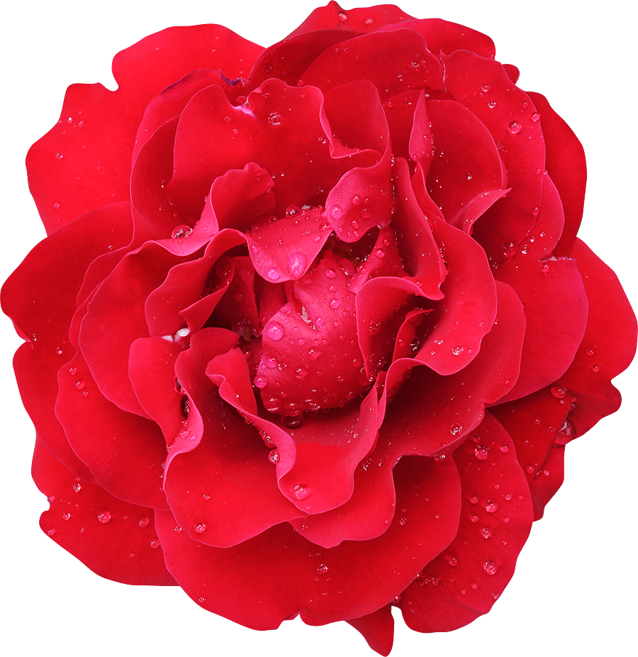 37 Photo Fleurs Rose - 37 Photo Fleurs Rose (900x926)