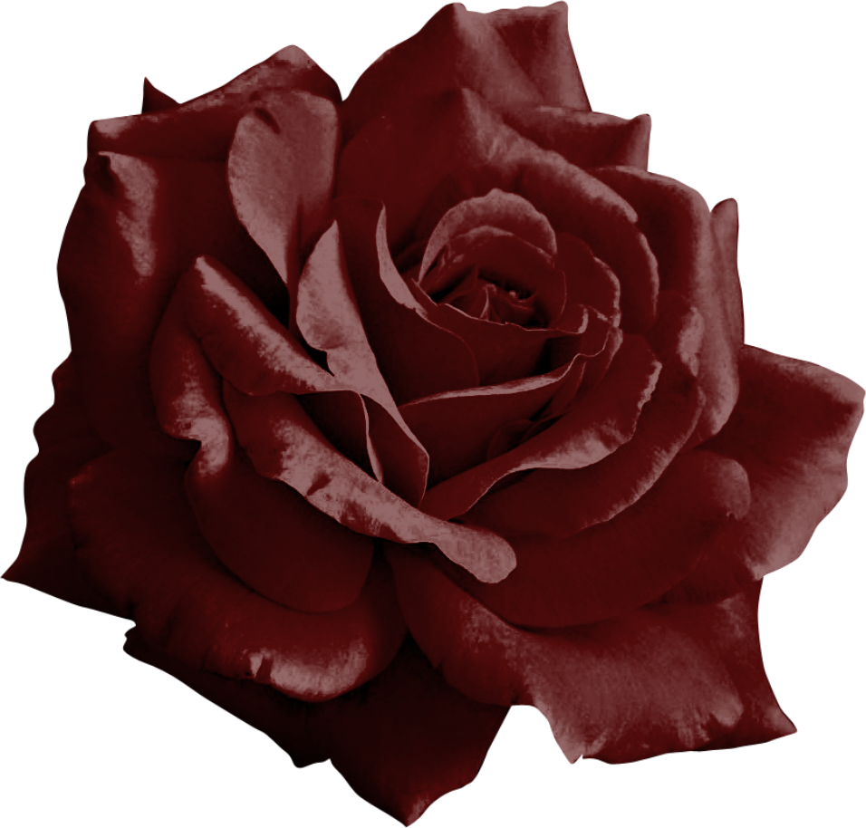 Burgundy Rose Png By Yotoots Burgundy Rose Png By Yotoots - Burgundy Rose Transparent (956x914)