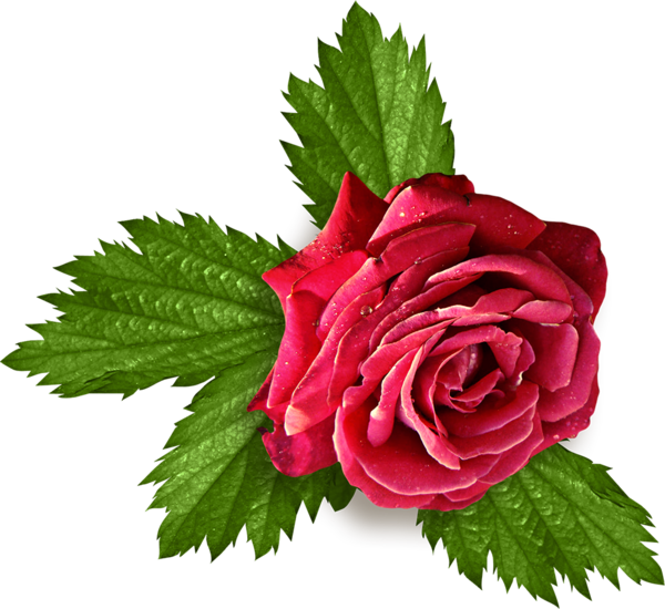 La Rose Et Les Feuilles - Feuille De Rose Png (600x550)